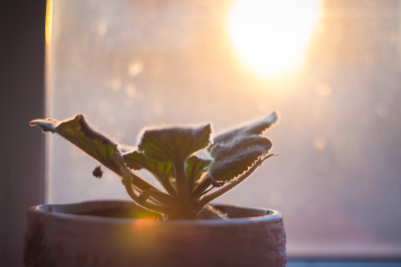 Keep Your Indoor Plants Thriving During Winter